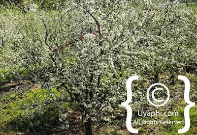 Tulbagh Image Gallery