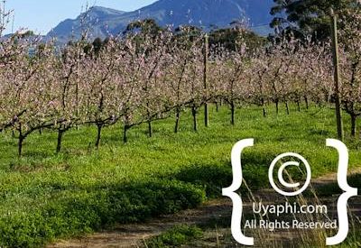 Tulbagh Image Gallery