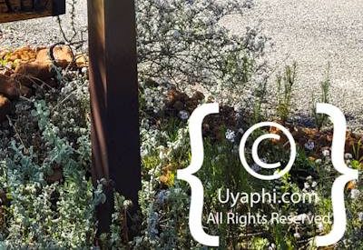 Waverley Hills organic wines