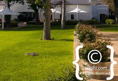 Steenberg Hotel Photo Gallery