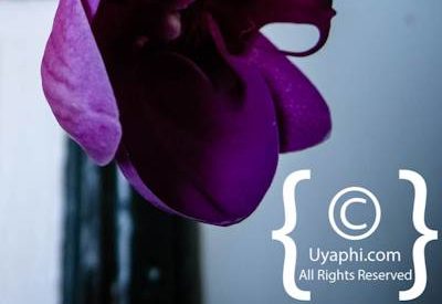 Photo Gallery of Winchester Mansion