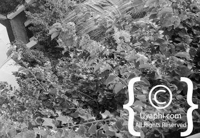 Winchester Mansions Photo Gallery