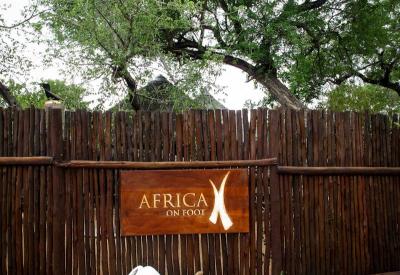 Africa On Foot communal lodge area ancient tree trunk Klaserie Game Reserve South Africa