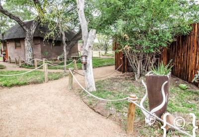 Africa On Foot communal lodge area ancient tree trunk Klaserie Game Reserve South Africa