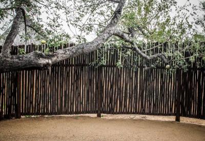 Africa On Foot communal lodge area ancient tree trunk Klaserie Game Reserve South Africa