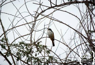 Southern Yellow-billed Hornbill Kruger National Park birding South Africa