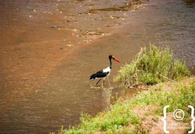 Saddle-billed Stork Kruger National Park waterhole birding South Africa