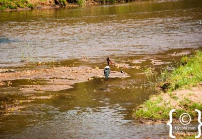 Saddle-billed Stork Kruger National Park waterhole birding South Africa