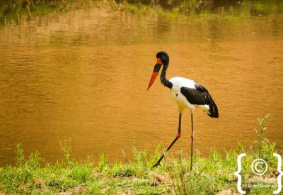 Southern Ground Hornbill Kruger National Park Big Six birding South Africa