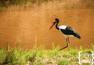 Southern Ground Hornbill Kruger National Park Big Six birding South Africa
