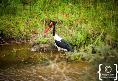 Southern Ground Hornbill Kruger National Park Big Six birding South Africa