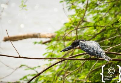 Martial Eagle large raptor Kruger National Park birding South Africa