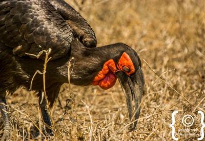 Martial Eagle large raptor Kruger National Park birding South Africa