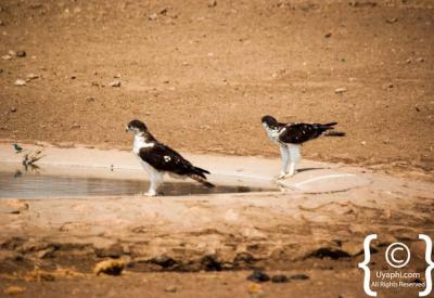Kingfisher riverine birdlife Kruger National Park South Africa birding safari