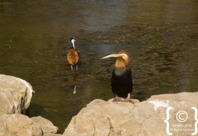 Pafuri northern Kruger National Park birdlife fever tree woodland South Africa