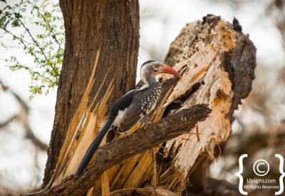 African Fish Eagle Kruger National Park river birding South Africa