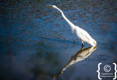 Pafuri northern Kruger National Park birdlife fever tree woodland South Africa