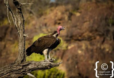 Sabi Sand Game Reserve birdlife photography Greater Kruger South Africa