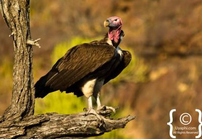 Sabi Sand Game Reserve birdlife photography Greater Kruger South Africa