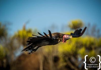 Sabi Sand Game Reserve birdlife photography Greater Kruger South Africa