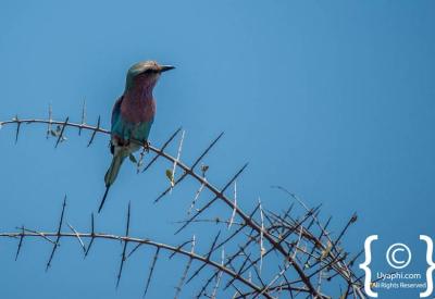 Riverine birdlife Singita Sweni lodge river Kruger National Park South Africa