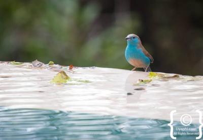 Riverine birdlife Singita Sweni lodge river Kruger National Park South Africa
