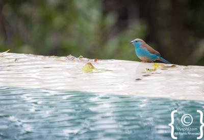 Riverine birdlife Singita Sweni lodge river Kruger National Park South Africa