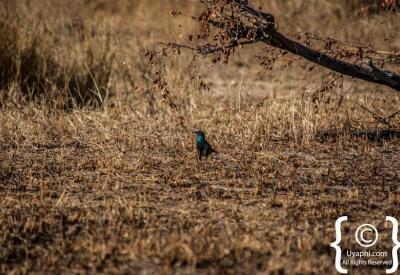 Wading birds at waterhole Kruger National Park birding safari South Africa