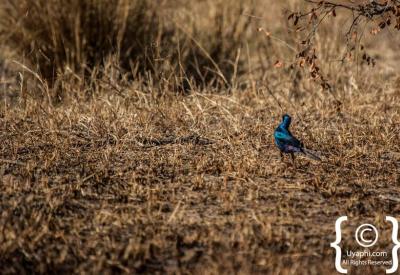 Wading birds at waterhole Kruger National Park birding safari South Africa