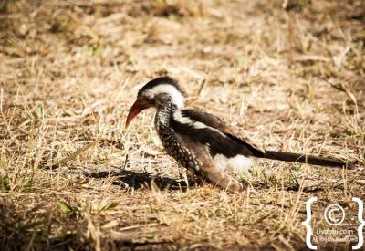 Colourful small bird species Kruger National Park birding photography South Africa