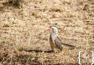 Colourful small bird species Kruger National Park birding photography South Africa