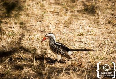 Colourful small bird species Kruger National Park birding photography South Africa