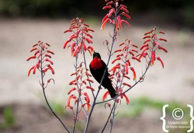 African birdlife wildlife photography Kruger National Park safari South Africa