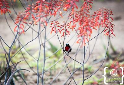 African birdlife wildlife photography Kruger National Park safari South Africa
