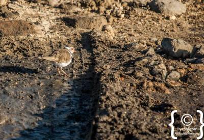 African birdlife wildlife photography Kruger National Park safari South Africa