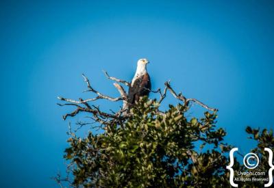 African birdlife wildlife photography Kruger National Park safari South Africa