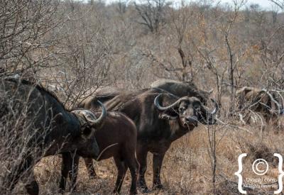Cape Buffalo herd Kruger National Park Big Five safari South Africa