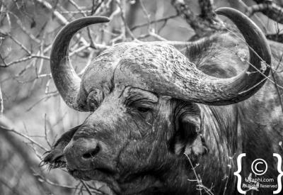 Cape Buffalo with Red-billed Oxpeckers Kruger National Park South Africa wildlife