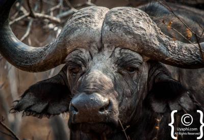 Cape Buffalo wallowing in mud pan Kruger National Park South Africa safari
