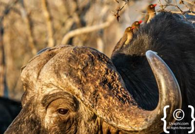Cape Buffalo wallowing in mud pan Kruger National Park South Africa safari