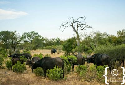 Large Cape Buffalo herd grazing Kruger National Park Big Five South Africa
