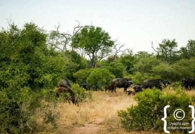 Large Cape Buffalo herd grazing Kruger National Park Big Five South Africa
