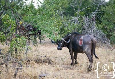 Cape Buffalo Big Five portrait Kruger National Park Greater Kruger South Africa