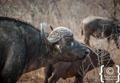 Cape Buffalo herd Kruger National Park Big Five safari South Africa
