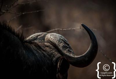 Cape Buffalo close-up massive boss horns Kruger National Park South Africa
