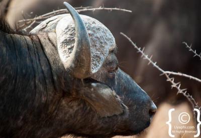 Cape Buffalo close-up massive boss horns Kruger National Park South Africa