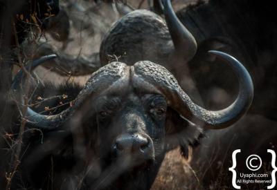 Solitary dagga boy Cape Buffalo Kruger National Park South Africa game drive
