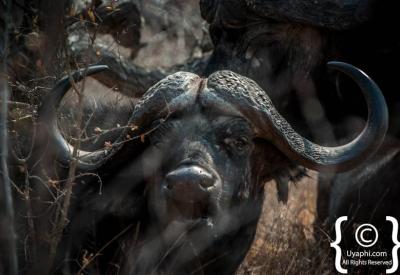 Solitary dagga boy Cape Buffalo Kruger National Park South Africa game drive