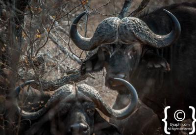 Cape Buffalo drinking at waterhole Kruger National Park Big Five South Africa