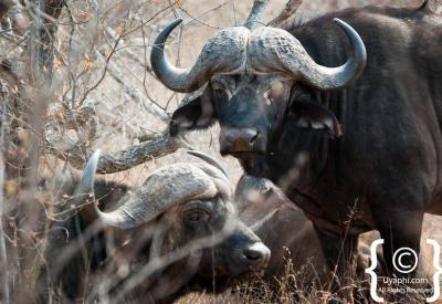 Cape Buffalo drinking at waterhole Kruger National Park Big Five South Africa